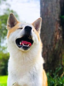 cão de guarda akita
