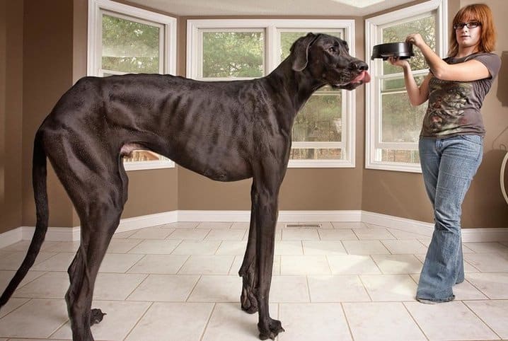 maior cão do mundo