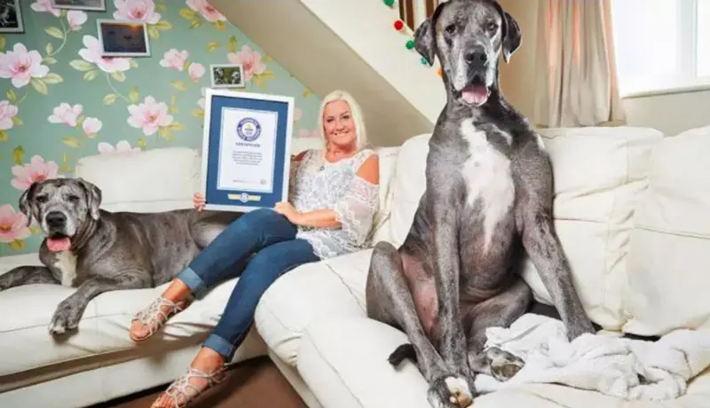 Maior cão do mundo guinness Clearance