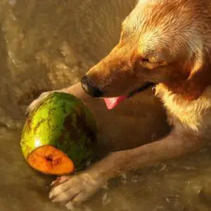 cachorro pode tomar agua de coco