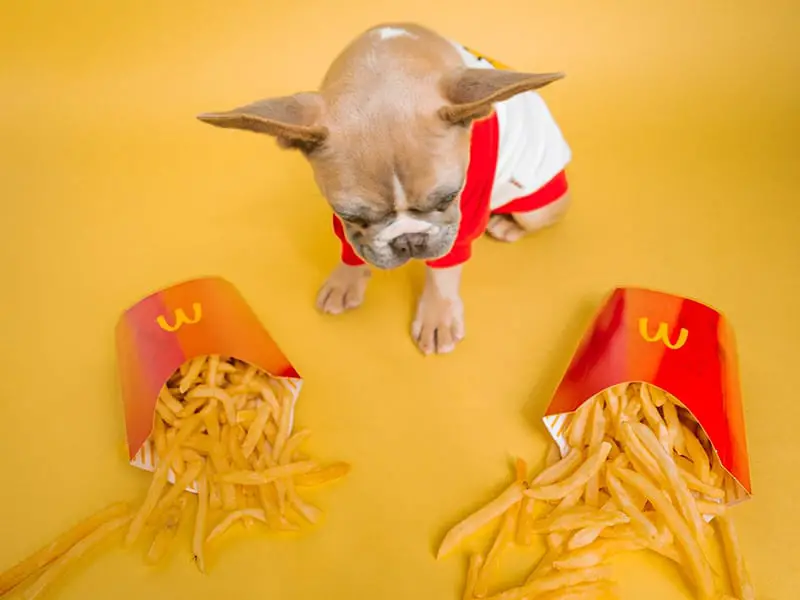 cachorro-pode-comer-batata-frita-2