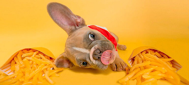cachorro-pode-comer-batata-frita