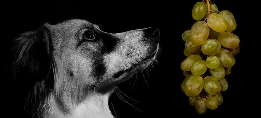 Cachorro pode comer uva? – Entenda! - Cachorro em Casa