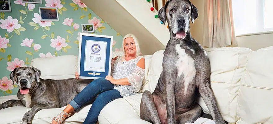 O cachorro de 155 kg – e outros recordes do mundo canino