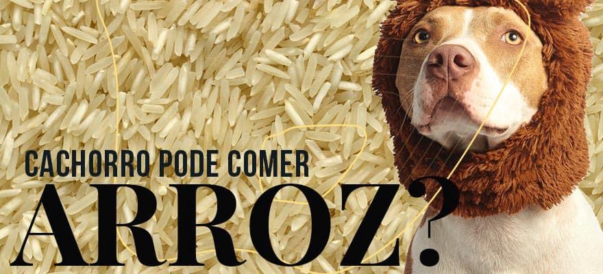 cachorro-pode-comer-arroz-capa-880